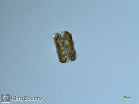 Photo of Asteromphalus heptactis